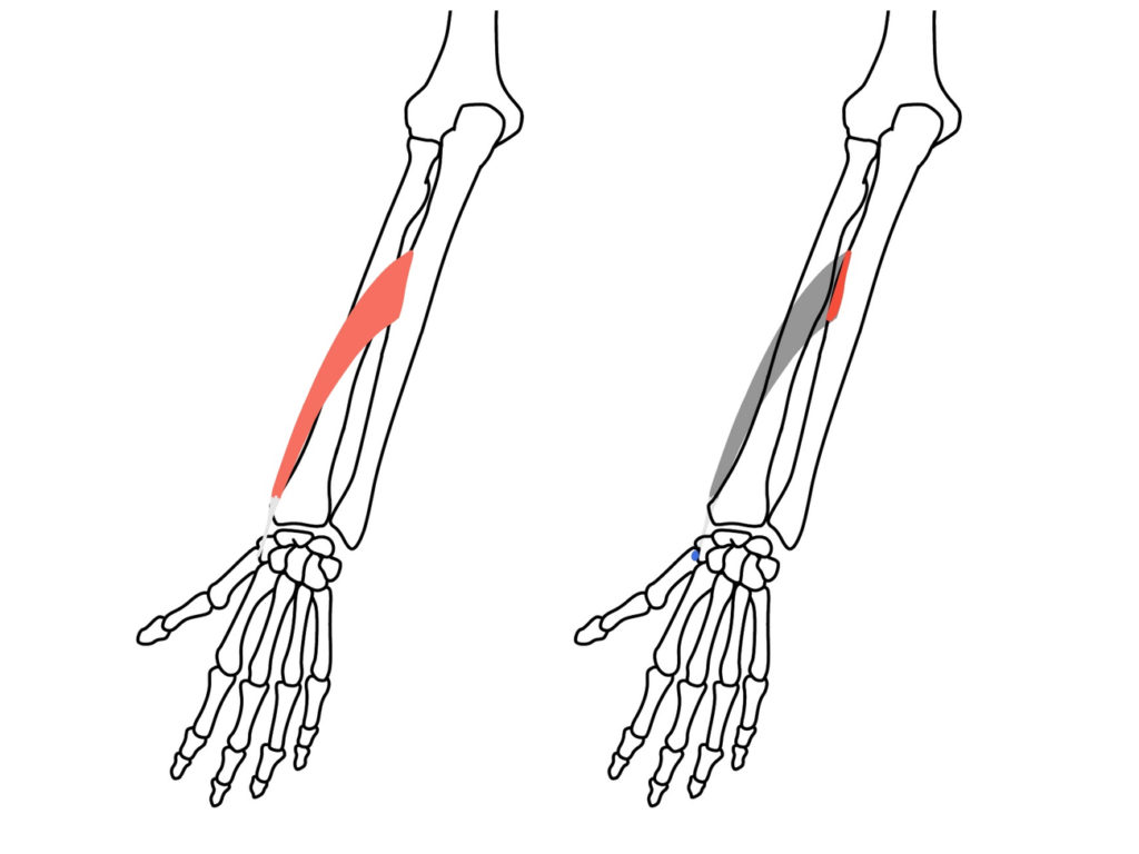 長母指外転筋 ちょうぼしがいてんきん の起始 停止と機能