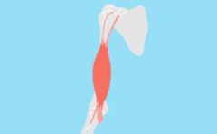 上腕二頭筋 じょうわんにとうきん の起始 停止と機能