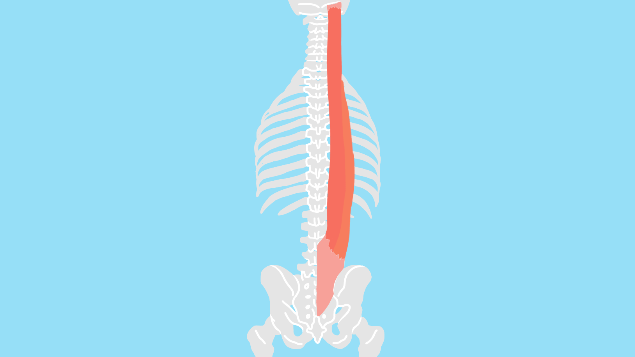 脊柱起立筋 せきちゅうきりつきん の起始 停止と機能