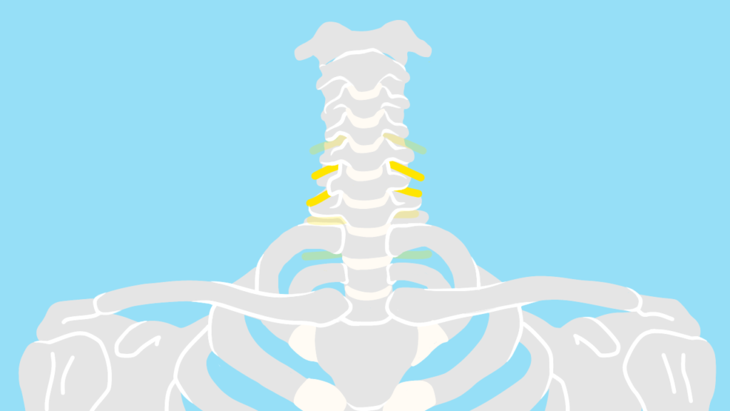 短橈側手根伸筋の神経支配