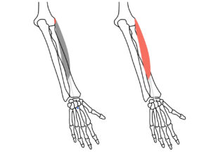 短橈側手根伸筋（たんとうそくしゅこんしんきん）の起始と停止