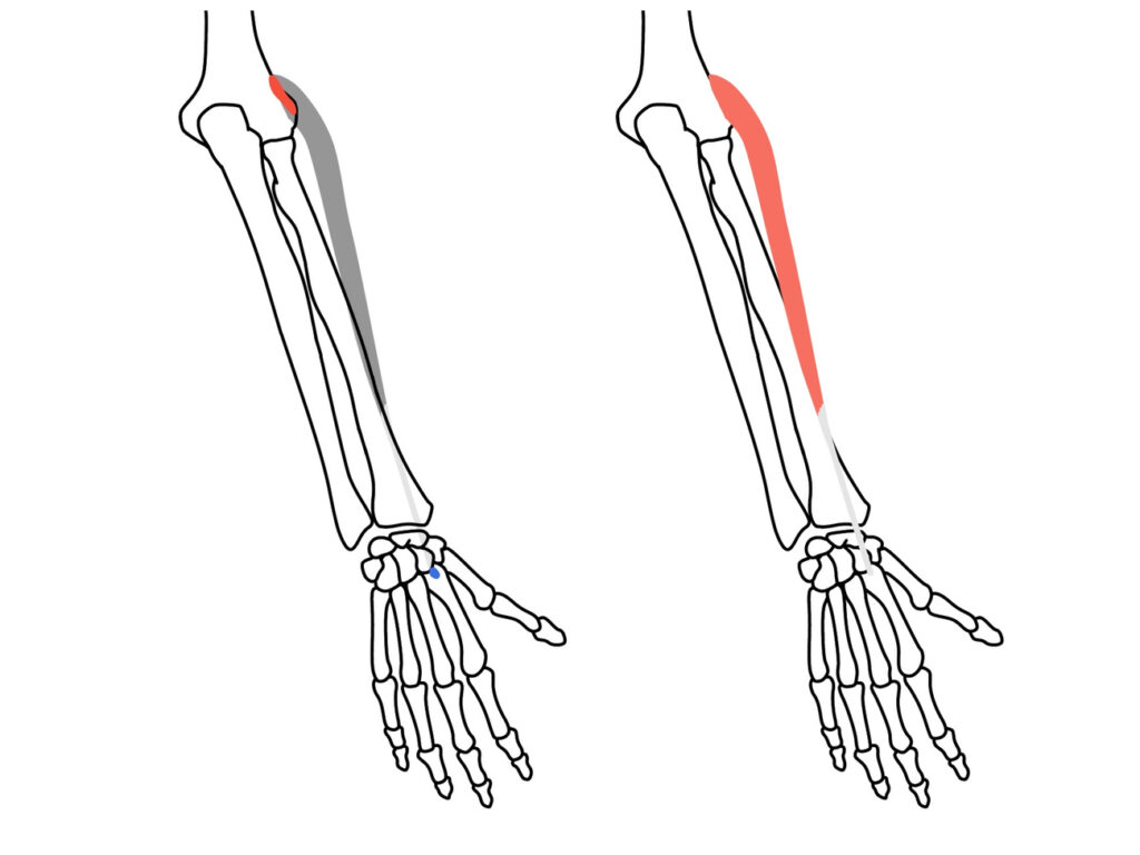 長橈側手根伸筋（ちょうとうそくしゅこんしんきん）の起始と停止