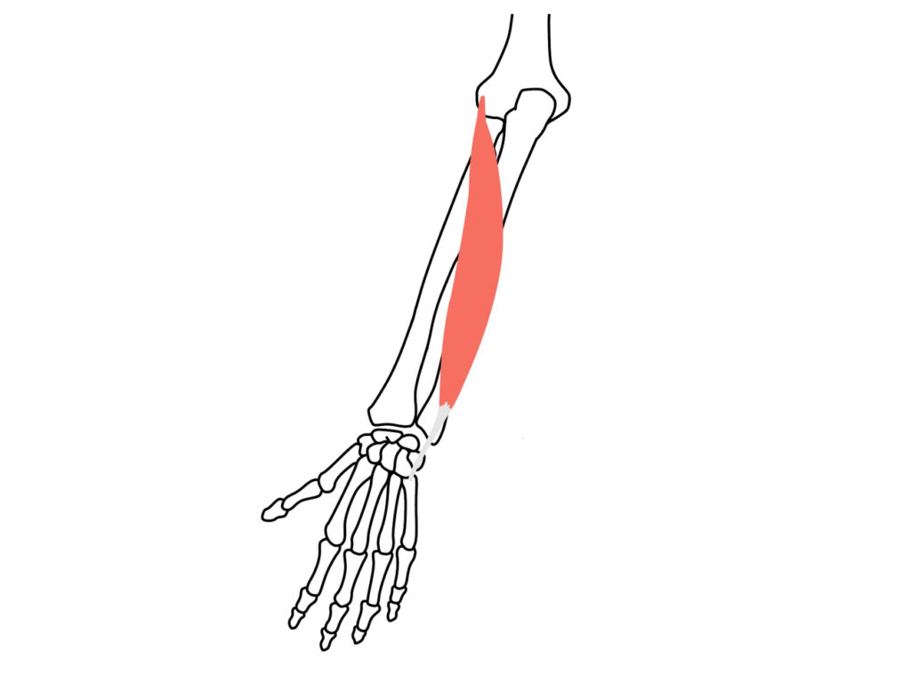 尺側手根伸筋 しゃくそくしゅこんしんきん の起始 停止と機能