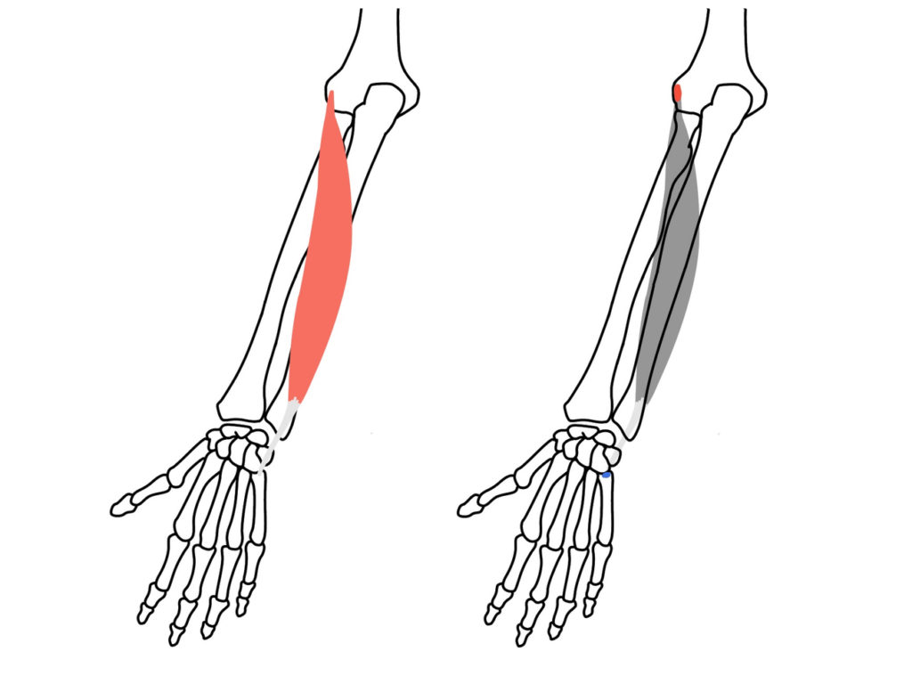 尺側手根伸筋 しゃくそくしゅこんしんきん の起始 停止と機能