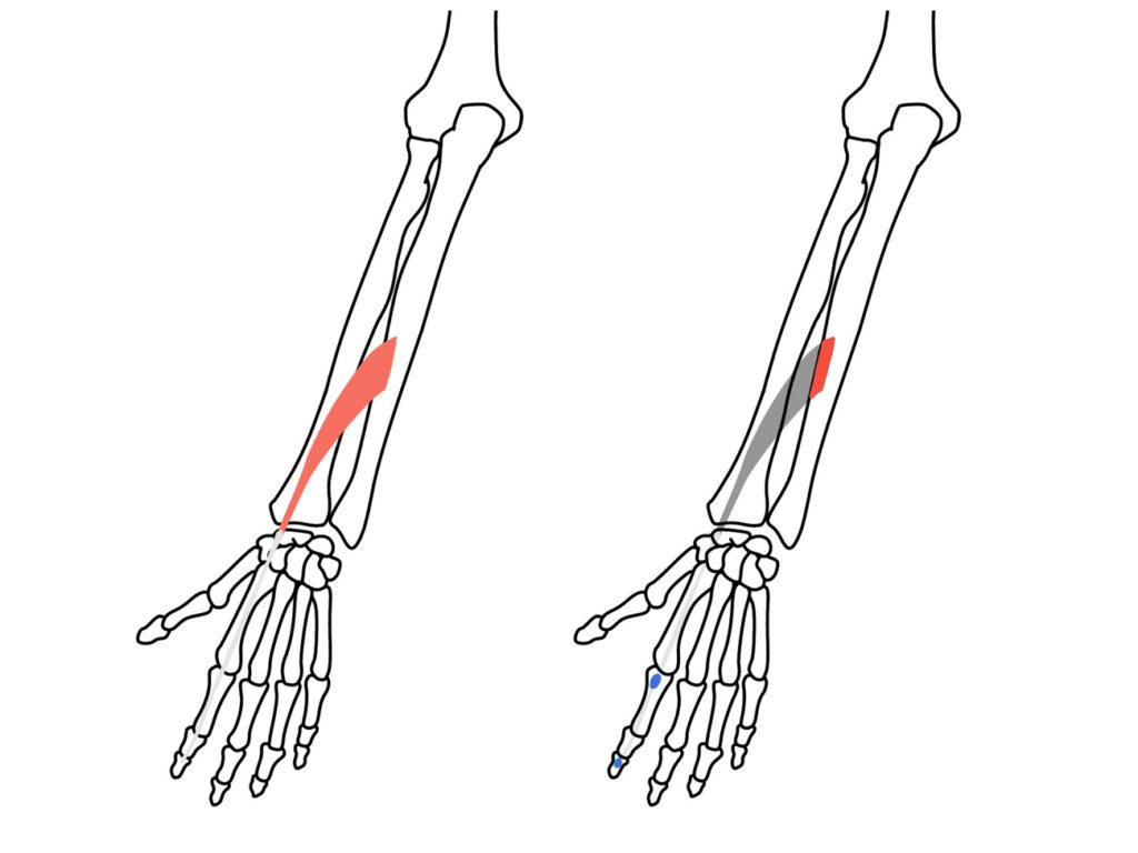 尺側手根伸筋（しゃくそくしゅこんしんきん）の起始・停止と機能