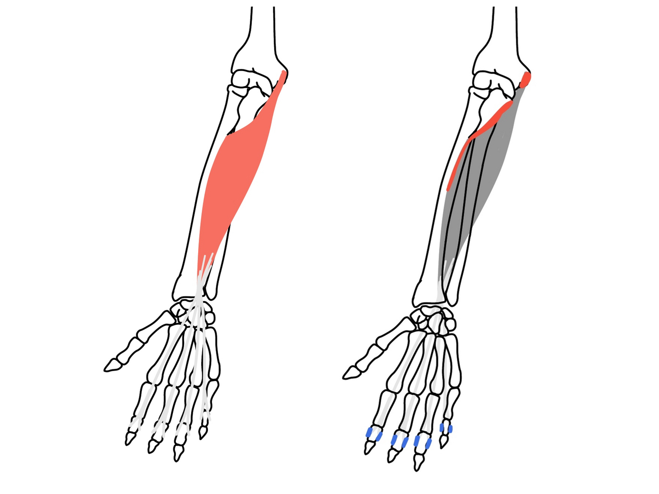 手の平 腕の筋肉 前腕屈筋群 のストレッチの方法
