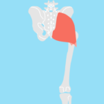 大殿筋（だいでんきん）