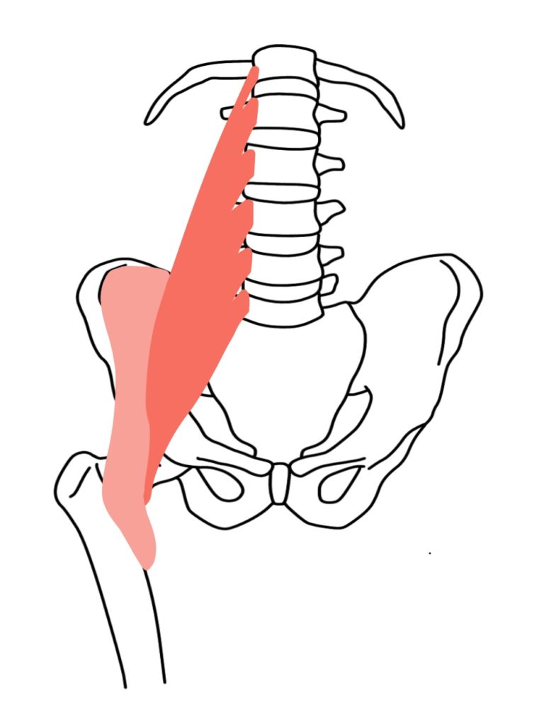 腸腰筋