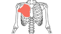 大腿筋膜張筋 だいたいきんまくちょうきん の起始 停止と機能