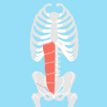 腹直筋（ふくちょくきん）