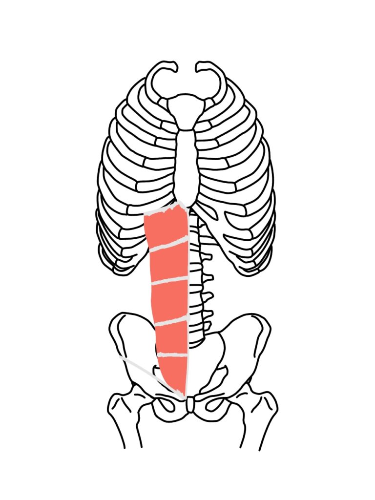 腹直筋
