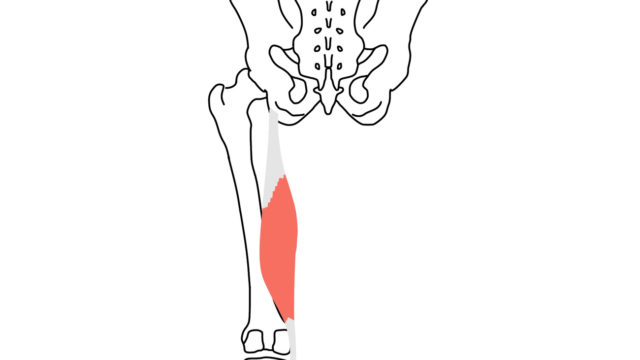 筋肉の名前の読み方のまとめ