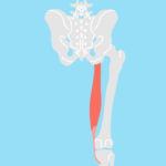 半腱様筋（はんけんようきん）
