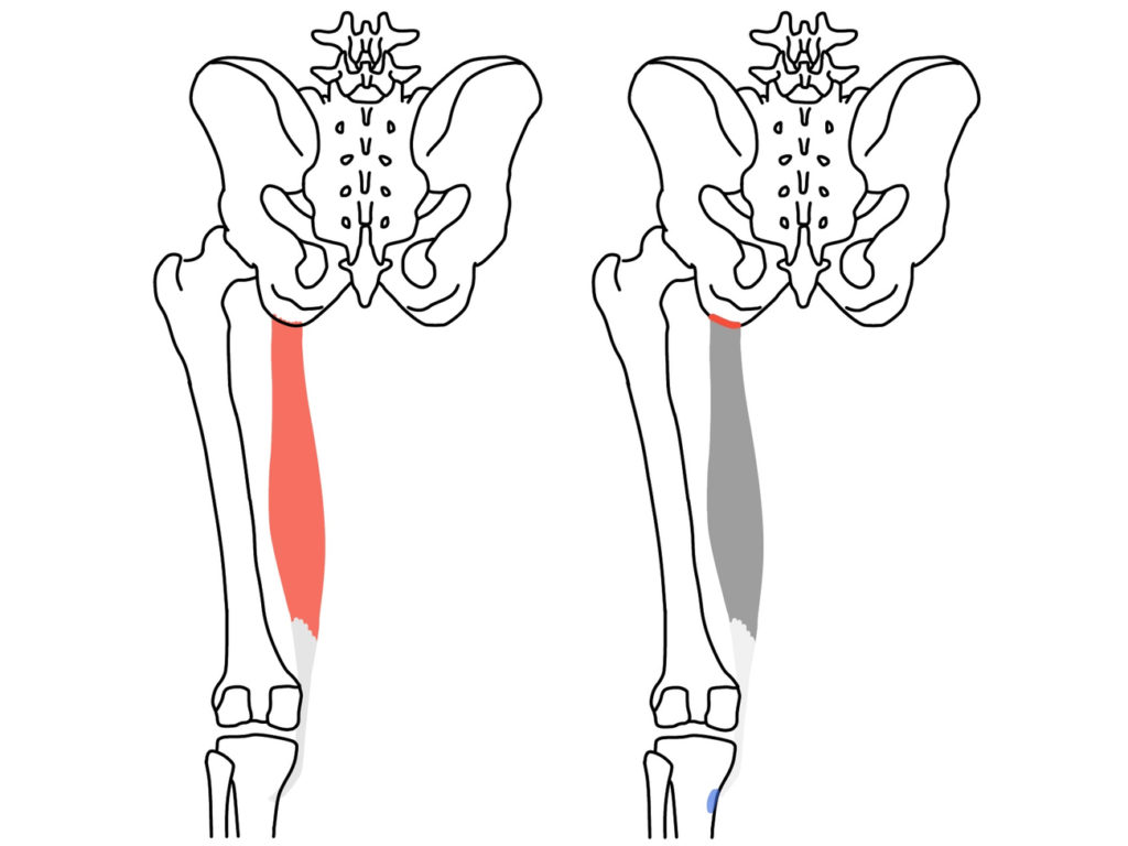 半腱様筋（はんけんようきん）の起始・停止と機能と神経支配