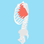 前鋸筋（ぜんきょきん）