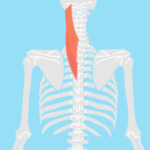 板状筋（ばんじょうきん）
