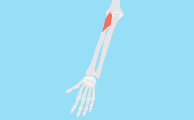 上腕二頭筋 じょうわんにとうきん の起始 停止と機能