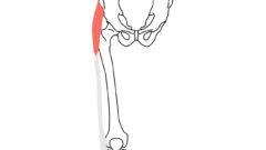 大腿筋膜張筋 だいたいきんまくちょうきん の起始 停止と機能