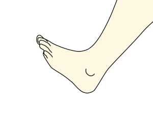 足趾の屈曲