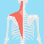 僧帽筋（そうぼうきん