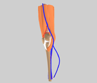膝関節の血管