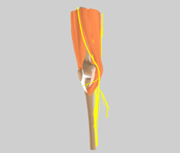 膝関節の神経