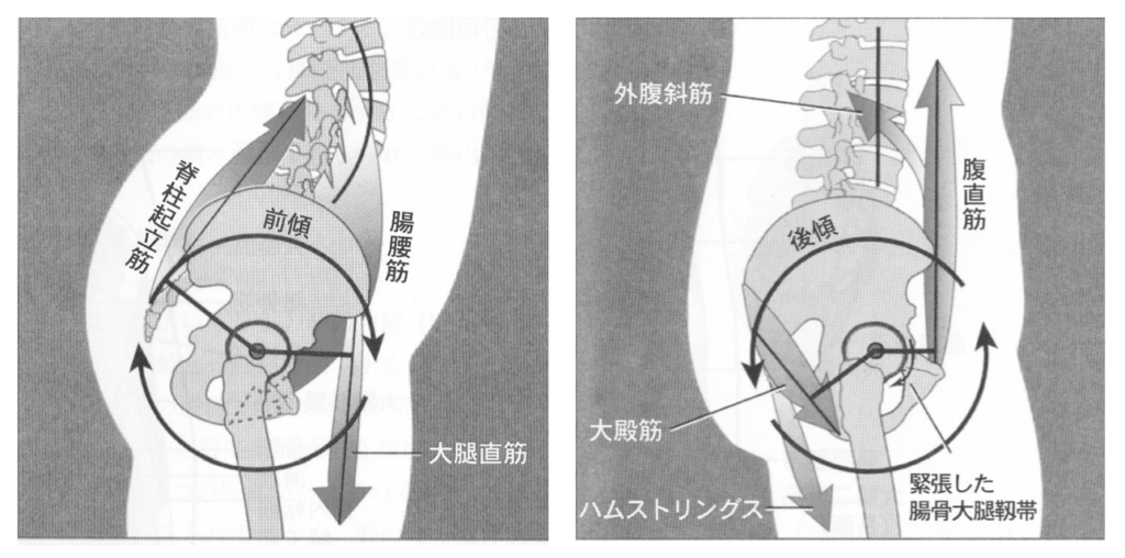 骨盤の前傾と後傾動作に作用する筋肉