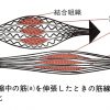 ストレッチと筋線維の伸びる方向