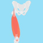 大腿四頭筋（だいたいしとうきん）