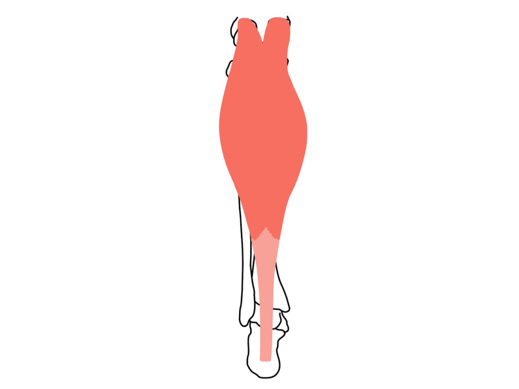 腓腹筋(ひふくきん)