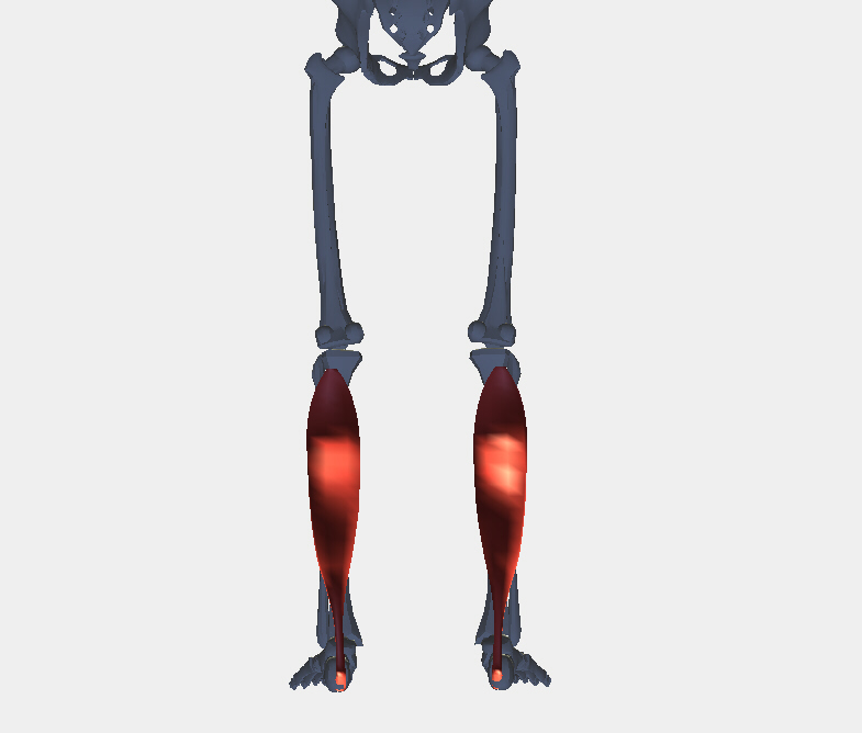 ヒラメ筋