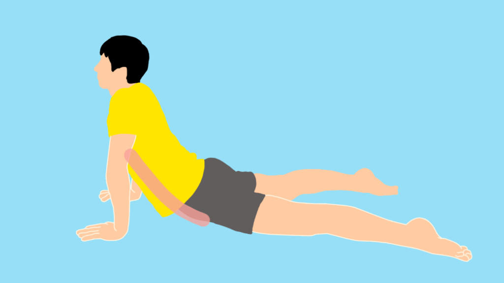 腹筋のストレッチ