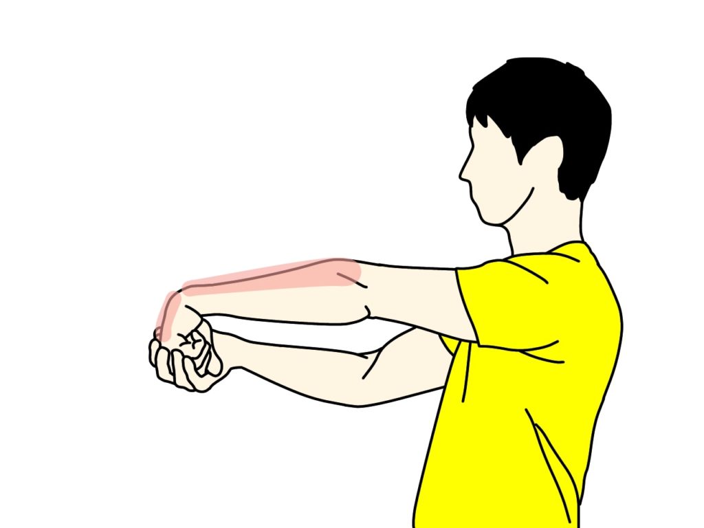 手の甲〜腕の筋肉（前腕伸筋群）のストレッチで伸びる場所