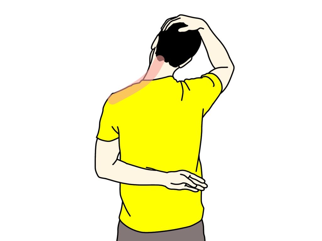 首〜肩の筋肉（僧帽筋上部）のストレッチで伸びる場所