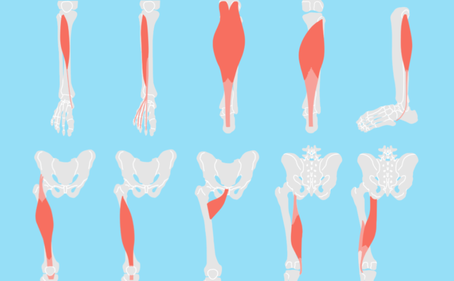 下肢の機能解剖学