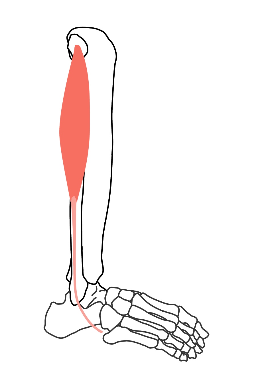 長腓骨筋 ちょうひこつきん の起始 停止と機能