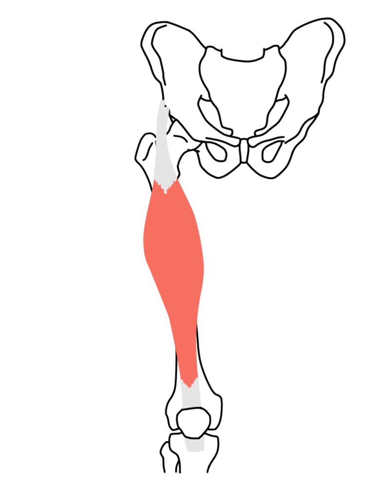 大腿直筋