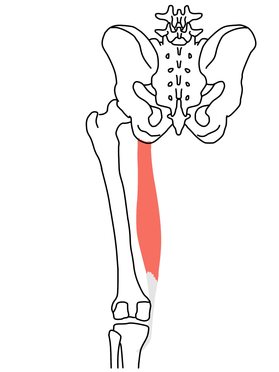 ハムストリングスの起始と停止と機能