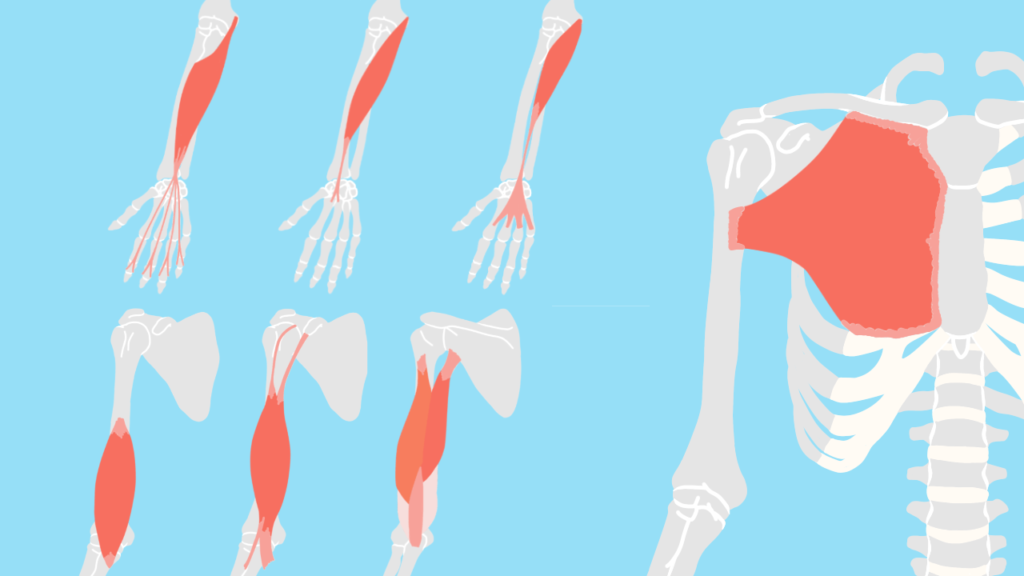 上肢の機能解剖学