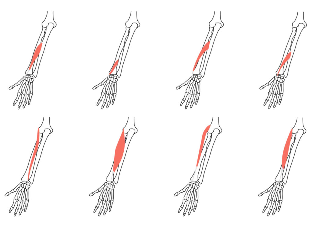 手首（前腕）後面の筋肉