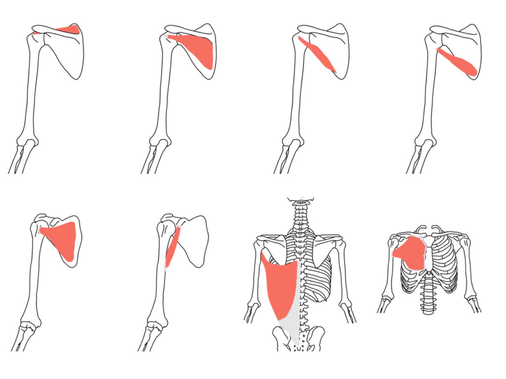 肩関節の筋肉