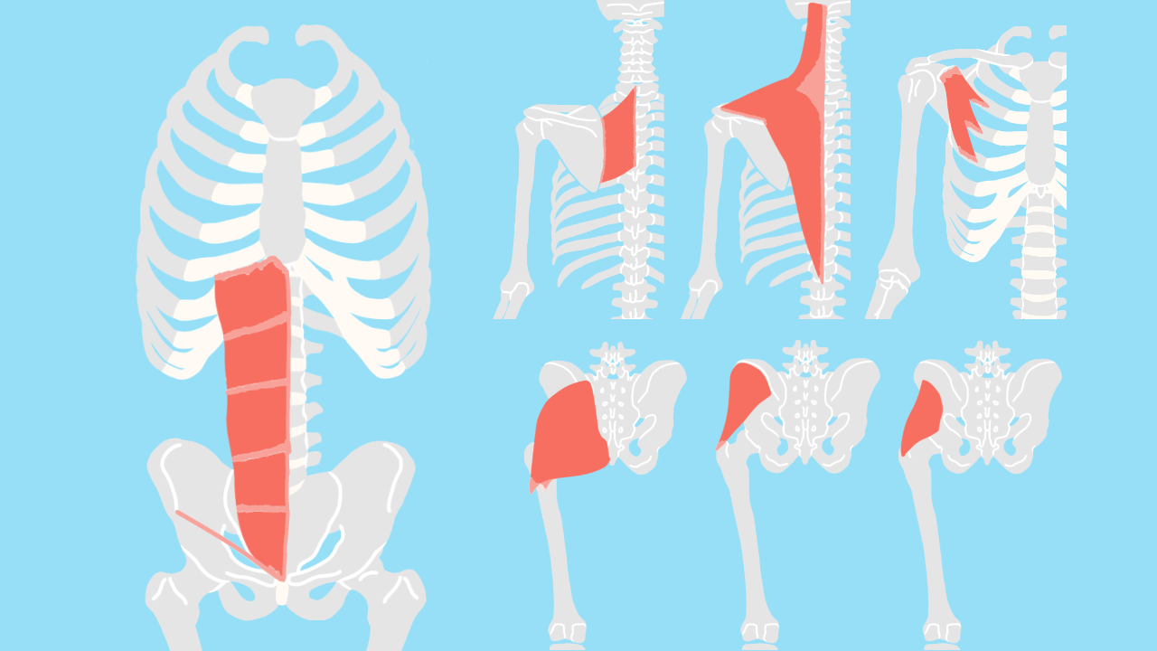 骨盤帯・体幹・肩甲帯の機能解剖学