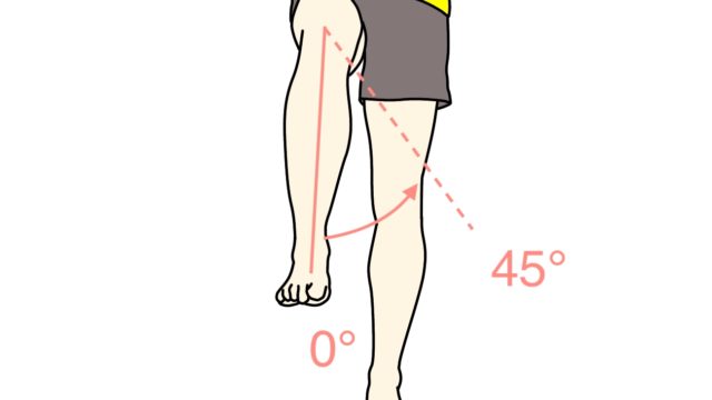 肩甲骨の上方回旋と下方回旋に作用する筋肉のまとめ