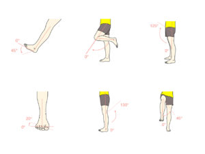 下肢の関節（足関節・膝関節・股関節）の関節可動域（ROM）と働く筋肉
