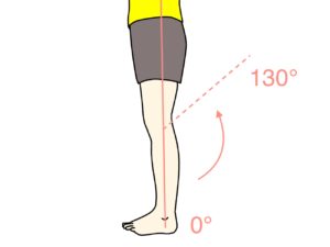 膝を曲げる動作（膝関節の屈曲）の関節可動域（ROM）と働く筋肉のまとめ