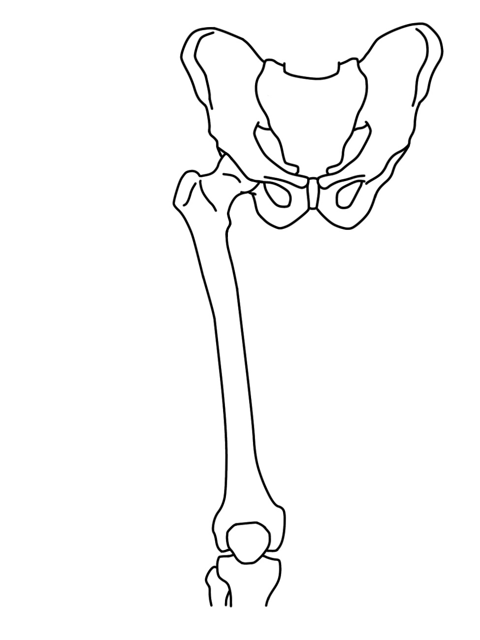 骨盤帯・大腿