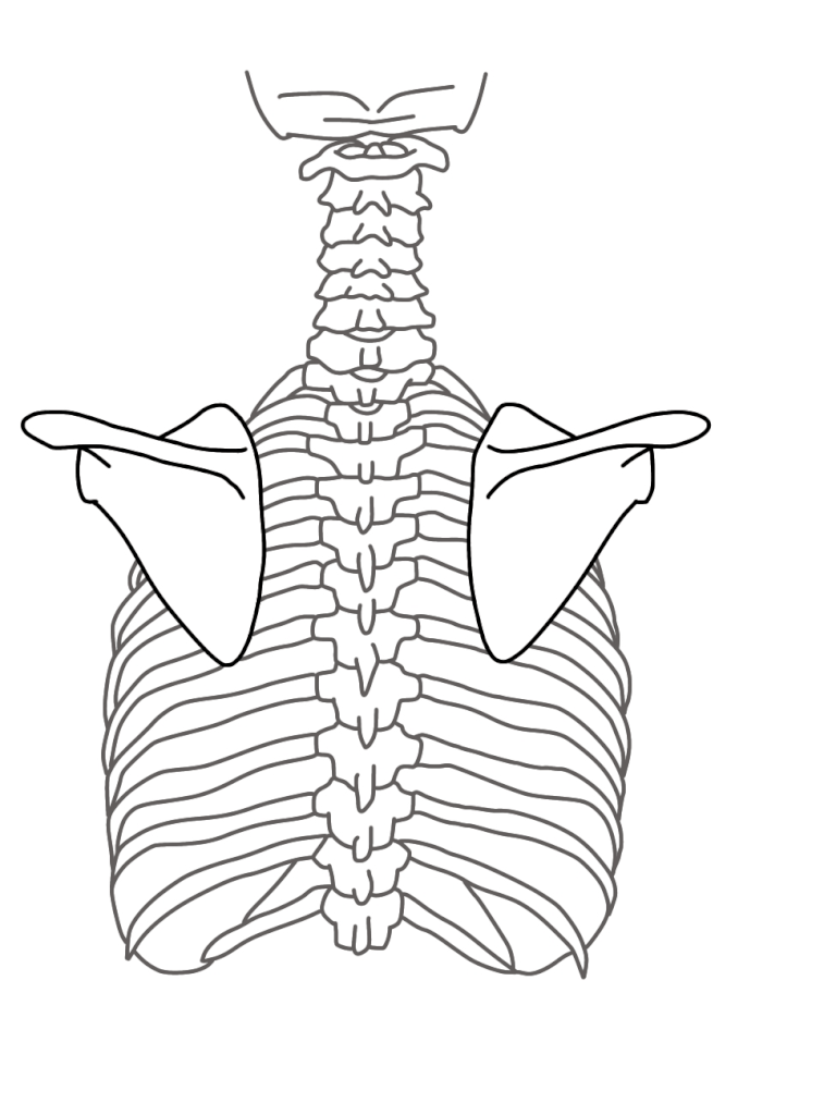 肩甲骨の下方回旋