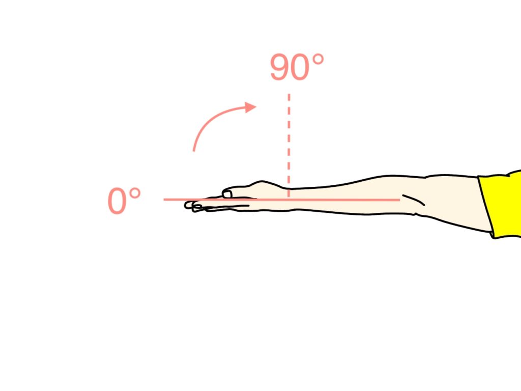 手首を曲げる動作（手首の屈曲）に作用する筋肉と関節可動域（ROM）のまとめ