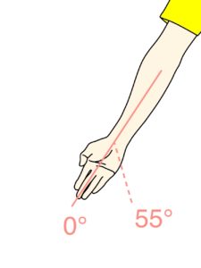 手首を尺骨側に曲げる動作（手首の尺屈）に作用する筋肉と関節可動域（ROM）のまとめ