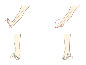 足関節の動作と拮抗筋